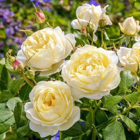 Vanessa Bell English Shrub Rose - David Austin