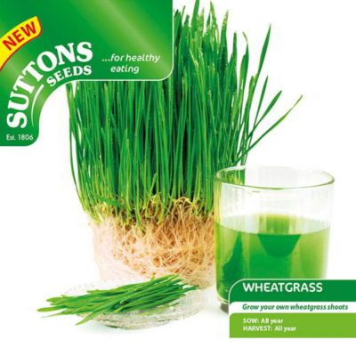 Wheatgrass Shoots Seeds