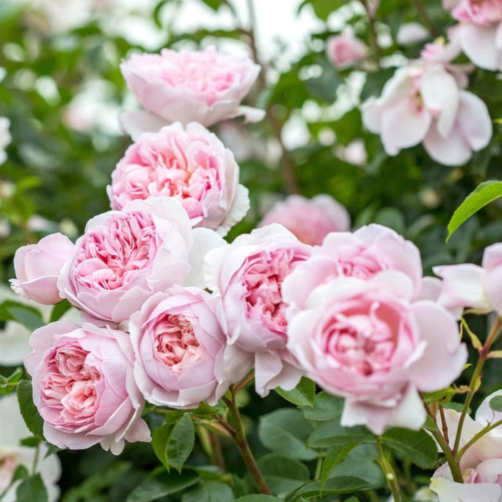 Wildeve English Shrub Rose - David Austin Roses - Beetham Nurseries