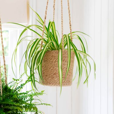 Woven Hanging Plant Pot